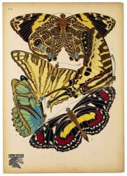 Butterflies Plate 13 | Obraz na stenu