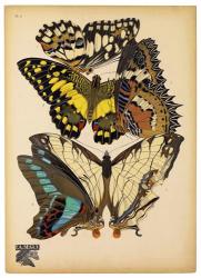 Butterflies Plate 14 | Obraz na stenu