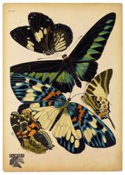 Butterflies Plate 16 | Obraz na stenu