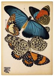 Butterflies Plate 2 | Obraz na stenu