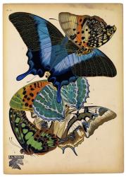 Butterflies Plate 4 | Obraz na stenu