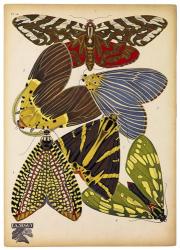 Butterflies Plate 5 | Obraz na stenu