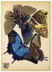 Butterflies Plate 9 | Obraz na stenu