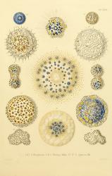 Collosphaera Radiolaria | Obraz na stenu