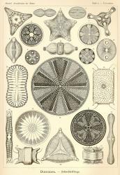 Diatomea - Scheiben-Strahlinge - Heliodiscus | Obraz na stenu