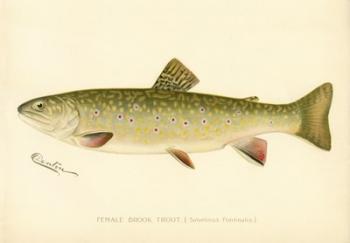 Female Brook Trout | Obraz na stenu