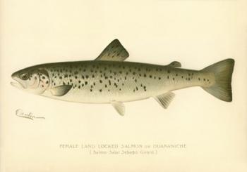 Female Land Locked Salmon | Obraz na stenu