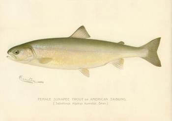 Female Sunapee Trout | Obraz na stenu