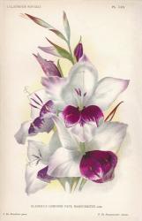 Gladiolus Lemoinei | Obraz na stenu