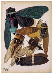 Insects, Plate 1 | Obraz na stenu