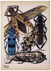 Insects, Plate 13 | Obraz na stenu