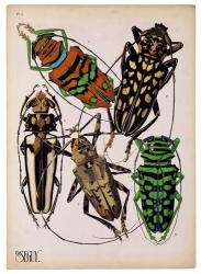 Insects, Plate 14 | Obraz na stenu