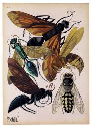 Insects, Plate 15 | Obraz na stenu
