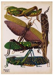 Insects, Plate 16 | Obraz na stenu