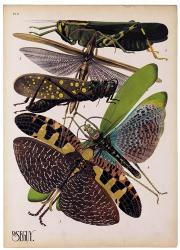 Insects, Plate 2 | Obraz na stenu