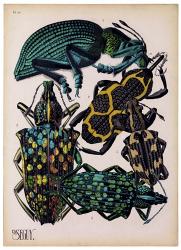 Insects, Plate 6 | Obraz na stenu