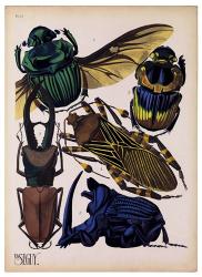 Insects, Plate 7 | Obraz na stenu