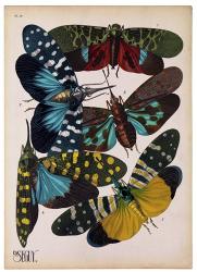 Insects, Plate 8 | Obraz na stenu