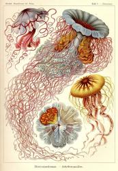 Jellyfish, Discomedusae | Obraz na stenu