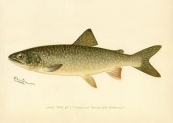 Lake Trout | Obraz na stenu