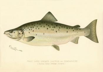 Male Land Locked Salmon | Obraz na stenu