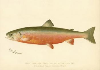 Male Sunapee Trout | Obraz na stenu