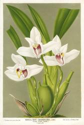 Maxillaria Orchid | Obraz na stenu