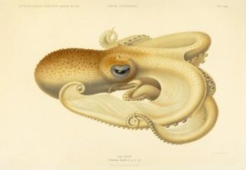 Octopus - Die Cephalopod - 1915 - Plate 75 | Obraz na stenu