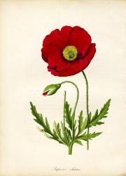 Papaver Rhoeas, Red Poppy | Obraz na stenu