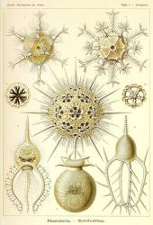 Phaeodaria Radiolaria | Obraz na stenu