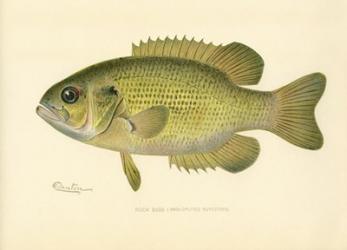 Rock Bass | Obraz na stenu