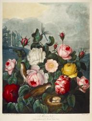 Roses by Thornton | Obraz na stenu