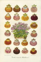 Slipper Flower Varieties | Obraz na stenu