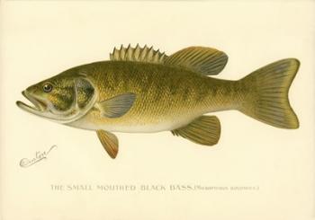 Small Mouthed Black Bass | Obraz na stenu