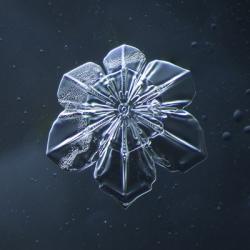 Snowflake 009.2.9.2014 | Obraz na stenu