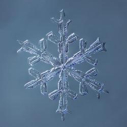 Stellar Dendrite Snowflake 001.2.16.2014 | Obraz na stenu
