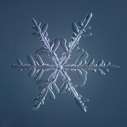 Stellar Dendrite Snowflake 005.2.16.2014 | Obraz na stenu