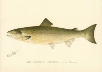 The Atlantic Salmon | Obraz na stenu