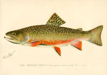The Brook Trout | Obraz na stenu