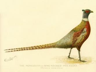 The Mongolian or Ring-Necked Pheasant | Obraz na stenu
