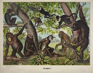 The Monkeys | Obraz na stenu