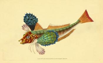 The Natural History of British Fishes - Plate 1 | Obraz na stenu