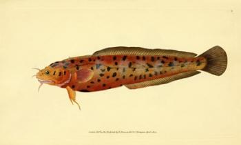 The Natural History of British Fishes - Plate 2 | Obraz na stenu