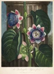 The Quadrangular Passion-Flower | Obraz na stenu