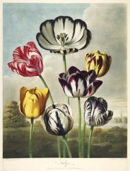 Tulips from the The Temple of Flora | Obraz na stenu