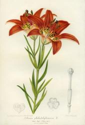 Western Red Lily | Obraz na stenu