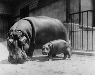 Adult and Baby Hippopotamus | Obraz na stenu
