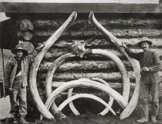 Ancient Bones of Mastodons | Obraz na stenu