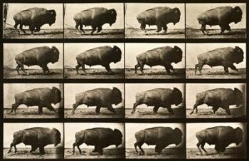 Buffalo Running, Animal Locomotion Plate 700 | Obraz na stenu