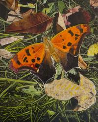 Orange Moth Question Mark Butterfly | Obraz na stenu
